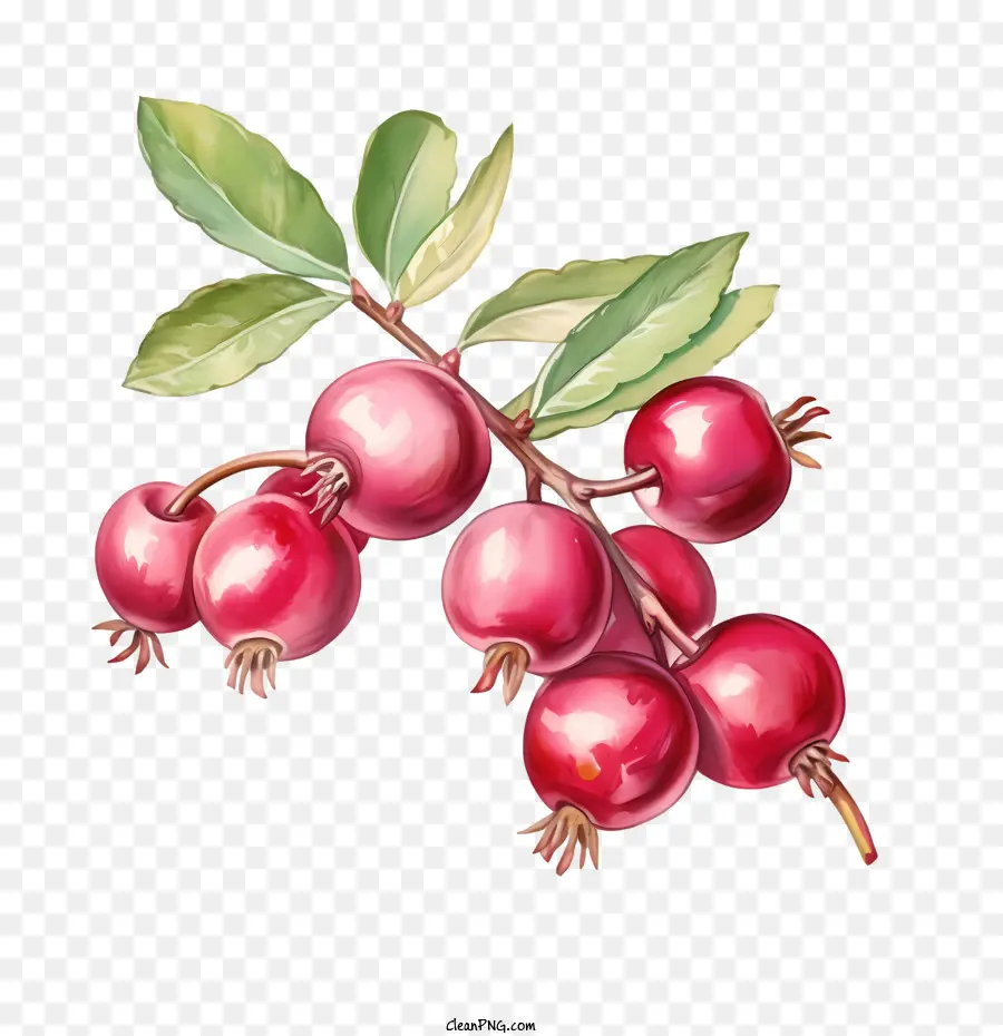 Cranberries，Apple PNG