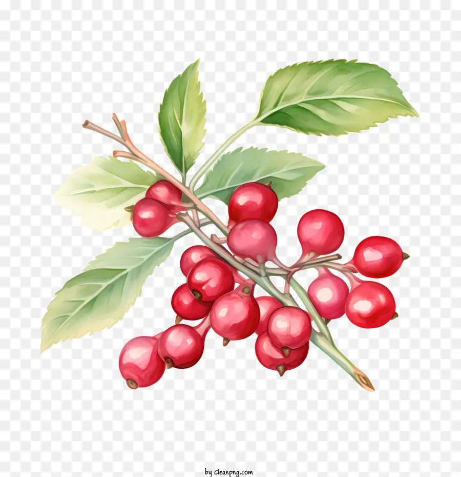 Cranberries，Ripe PNG