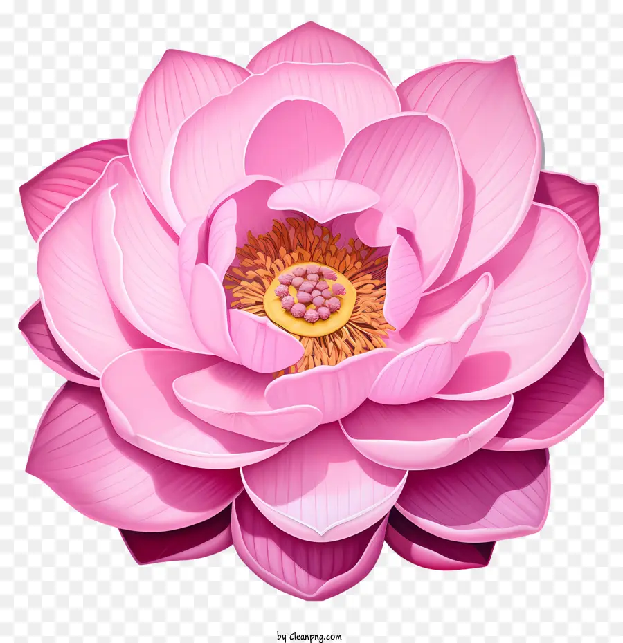 Flor De Lótus，Cor De Rosa Lotus PNG