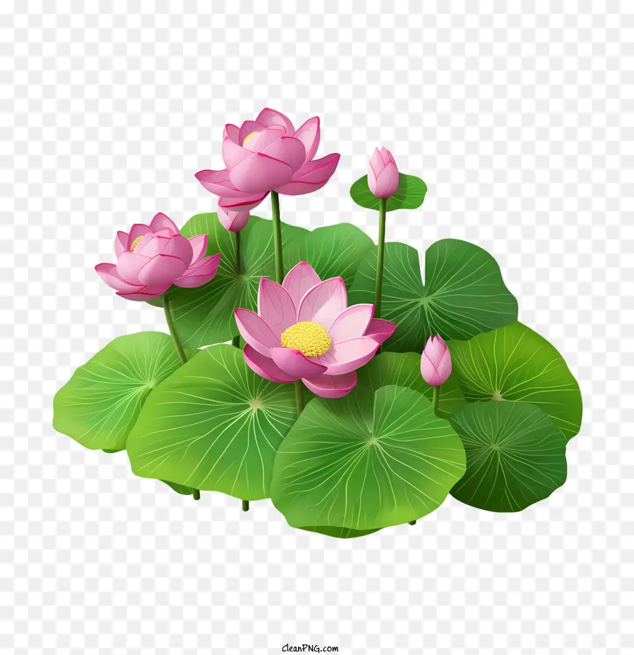 Lotus，Flores De Lótus PNG