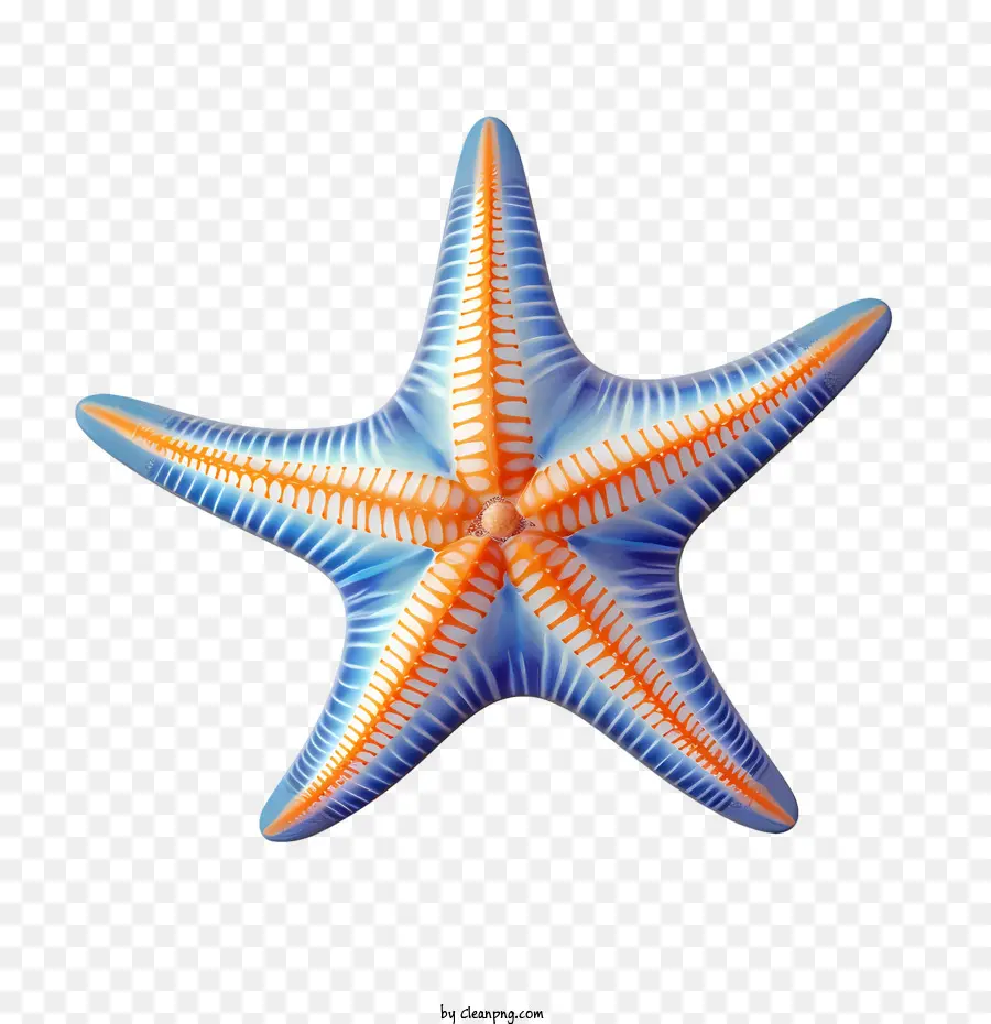 Estrela Do Mar，Criatura Marinha PNG