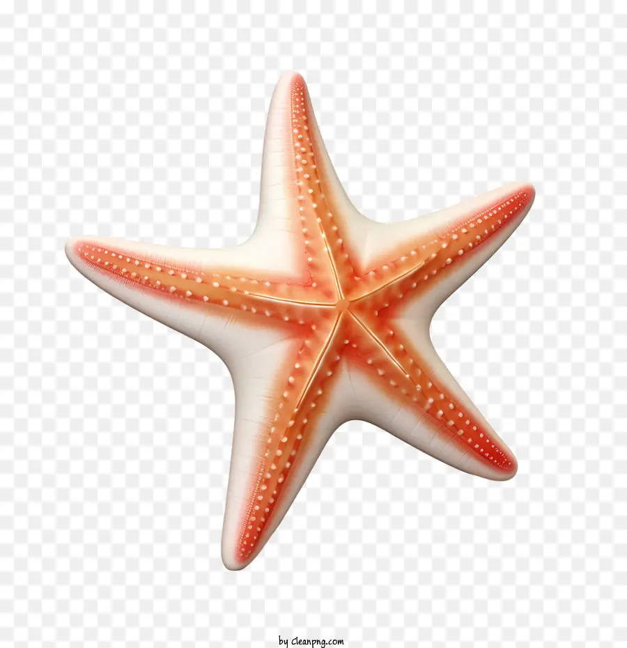 Estrela Do Mar，Animal Marinho PNG