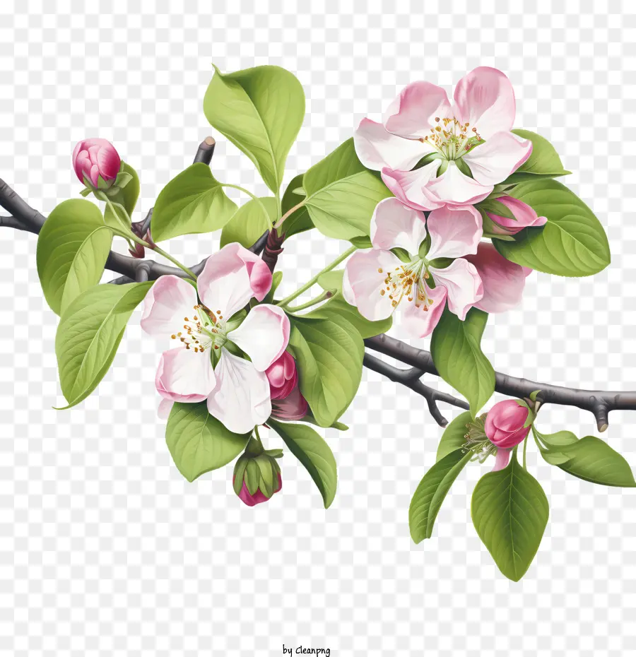 Apple Blossom，Cor De Rosa PNG