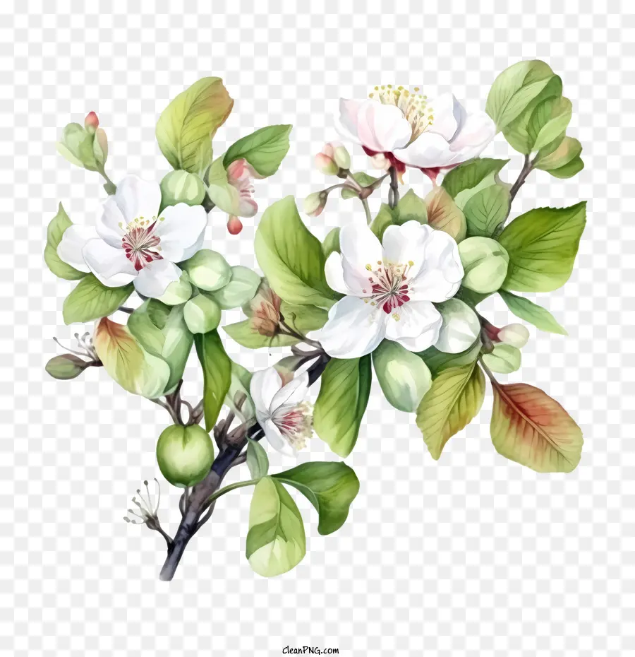 Apple Blossom，Flor De Cerejeira PNG