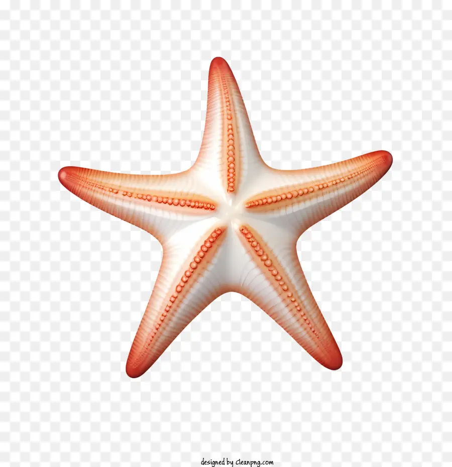 Estrela Do Mar，Vermelho PNG