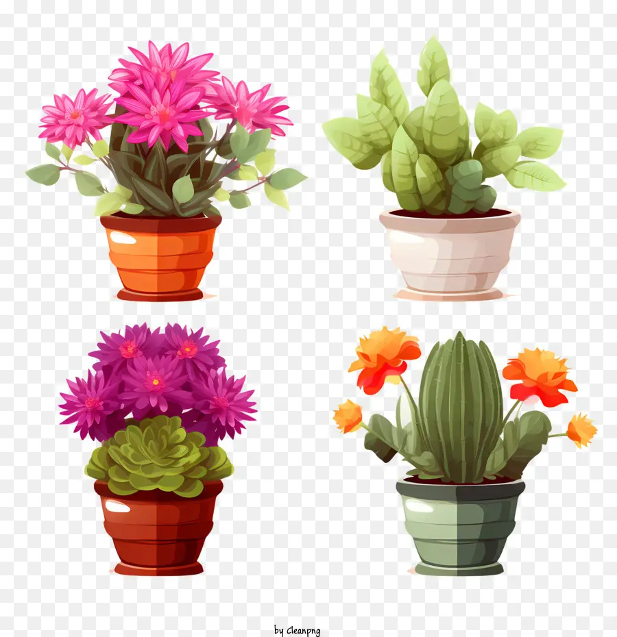 Cactus，Vaso De Flores PNG