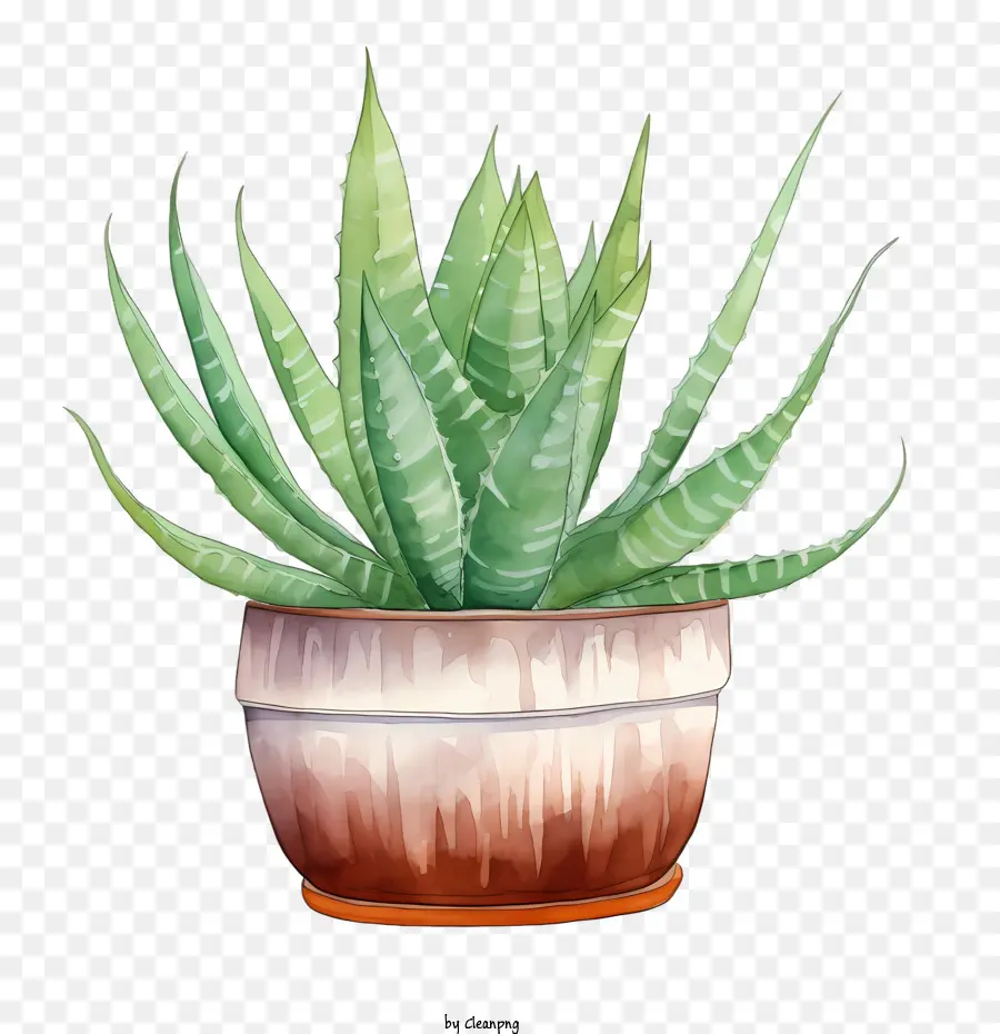 Aloe Vera，Aloe Vera Verde PNG