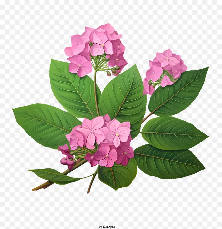 Hortênsia Flor，Flor PNG