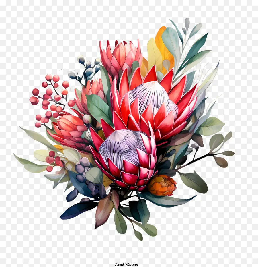 Flor Protea，Floral PNG