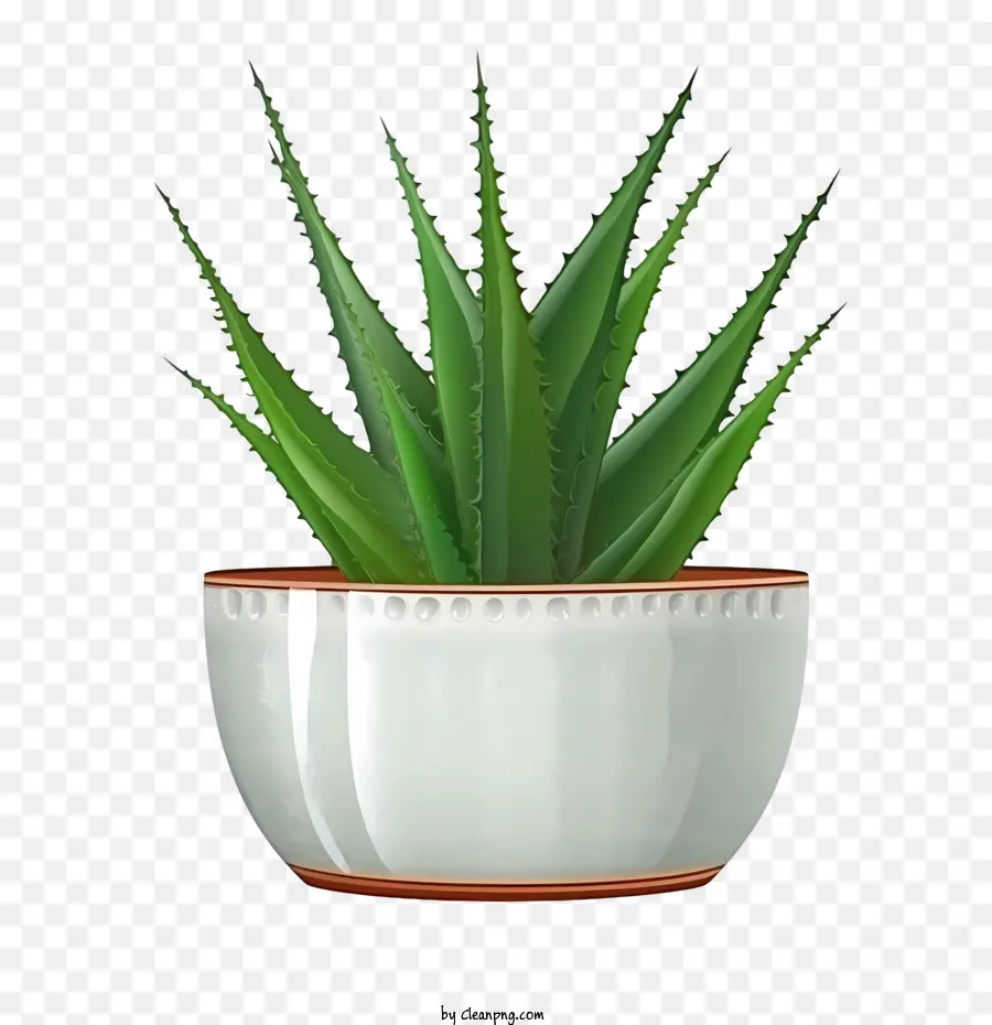 Aloe Vera，Planta Aloe Vera PNG