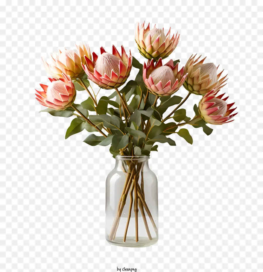 Flor Protea，Girassóis PNG