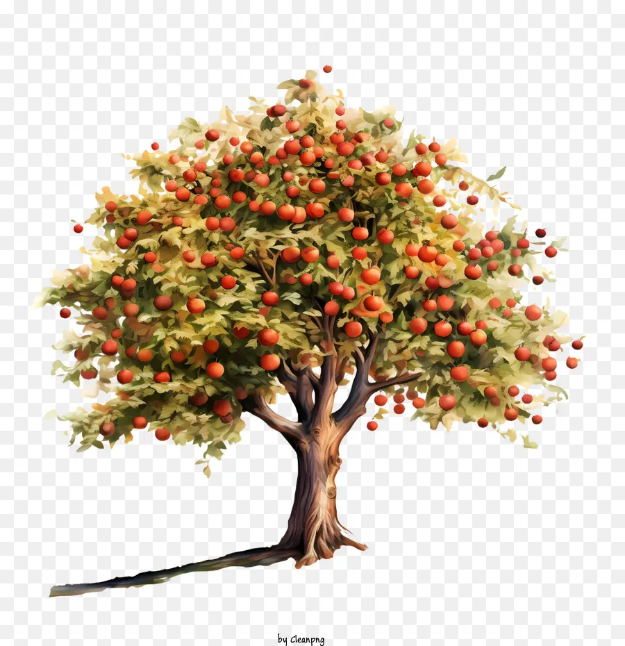 árvore De Maçã，Frutas PNG