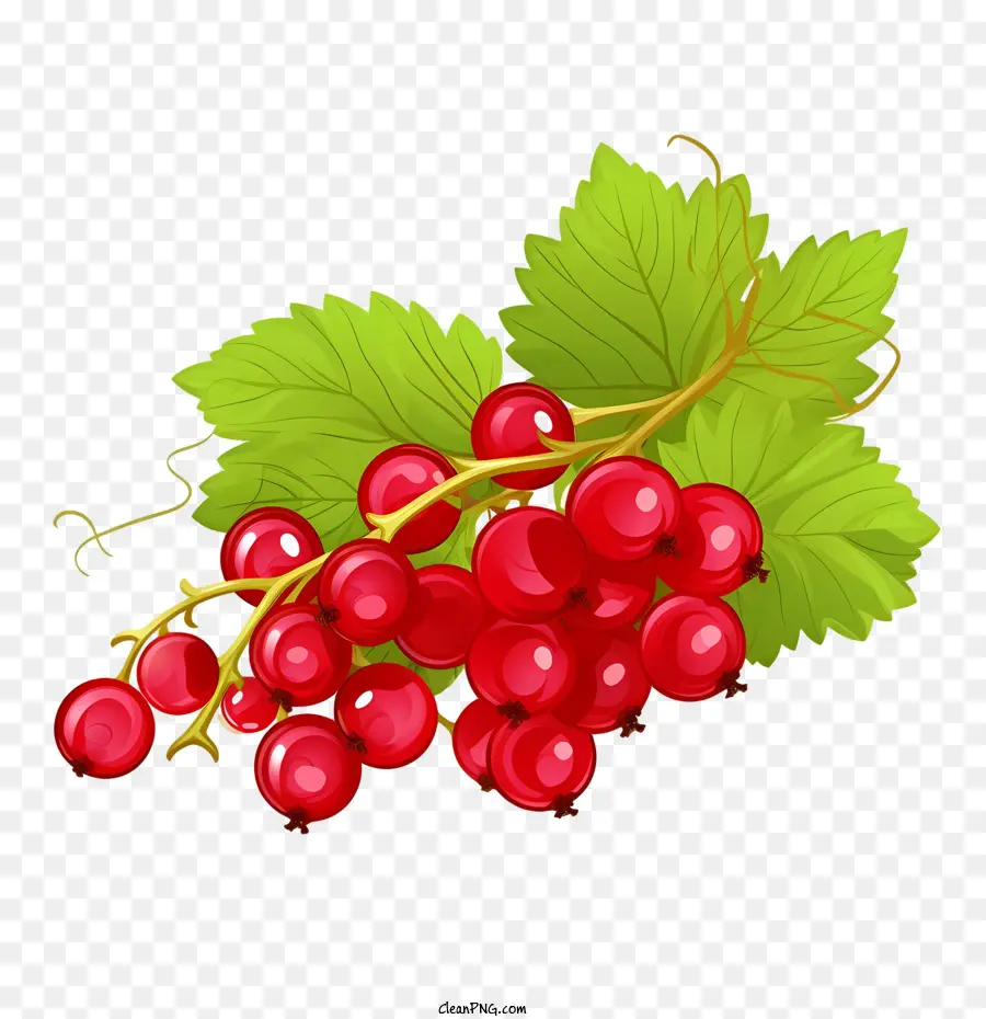 Cranberries，Framboesa PNG