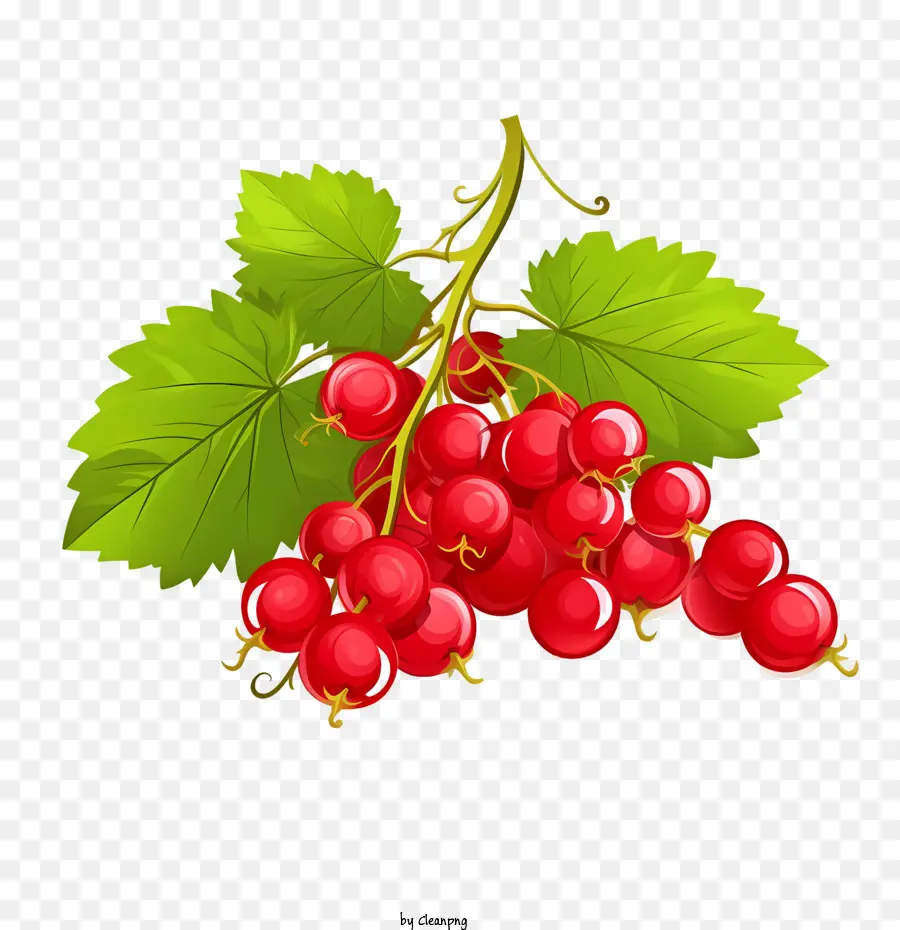 Cranberries，Vermelho PNG