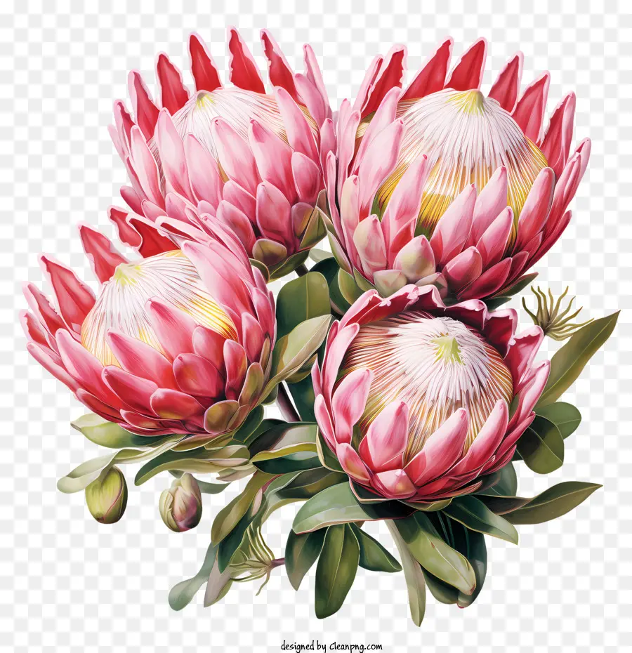 Flor Protea，Flores Cor De Rosa PNG