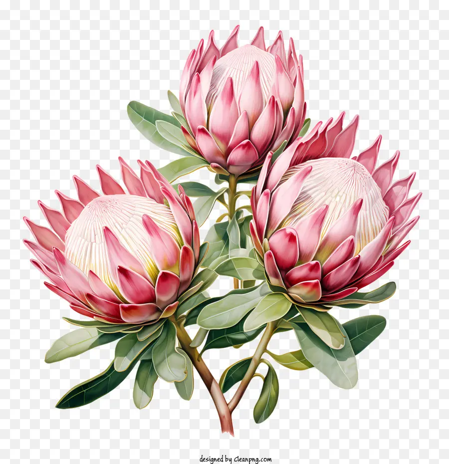 Flor Protea，Cor De Rosa PNG