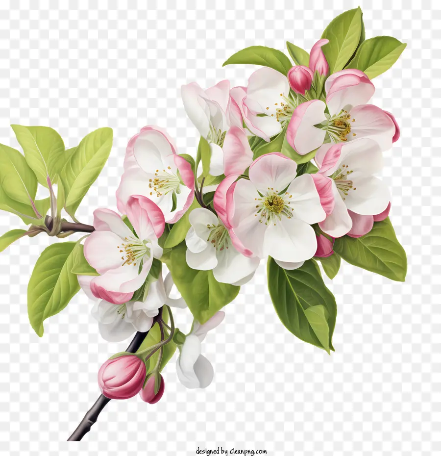 Apple Blossom，Flor PNG