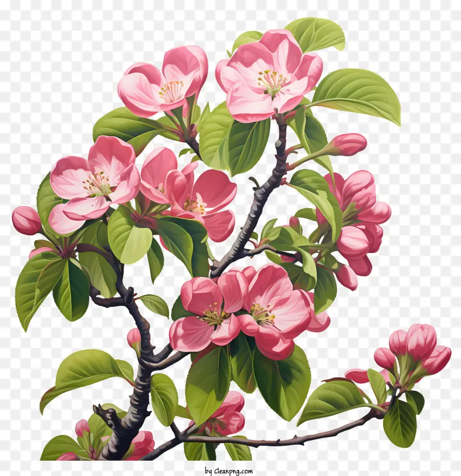 Apple Blossom，árvore De Flores PNG