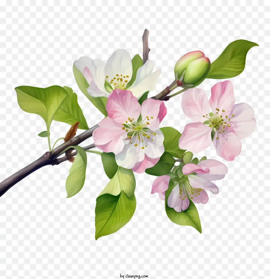 Apple Blossom，Ramo PNG