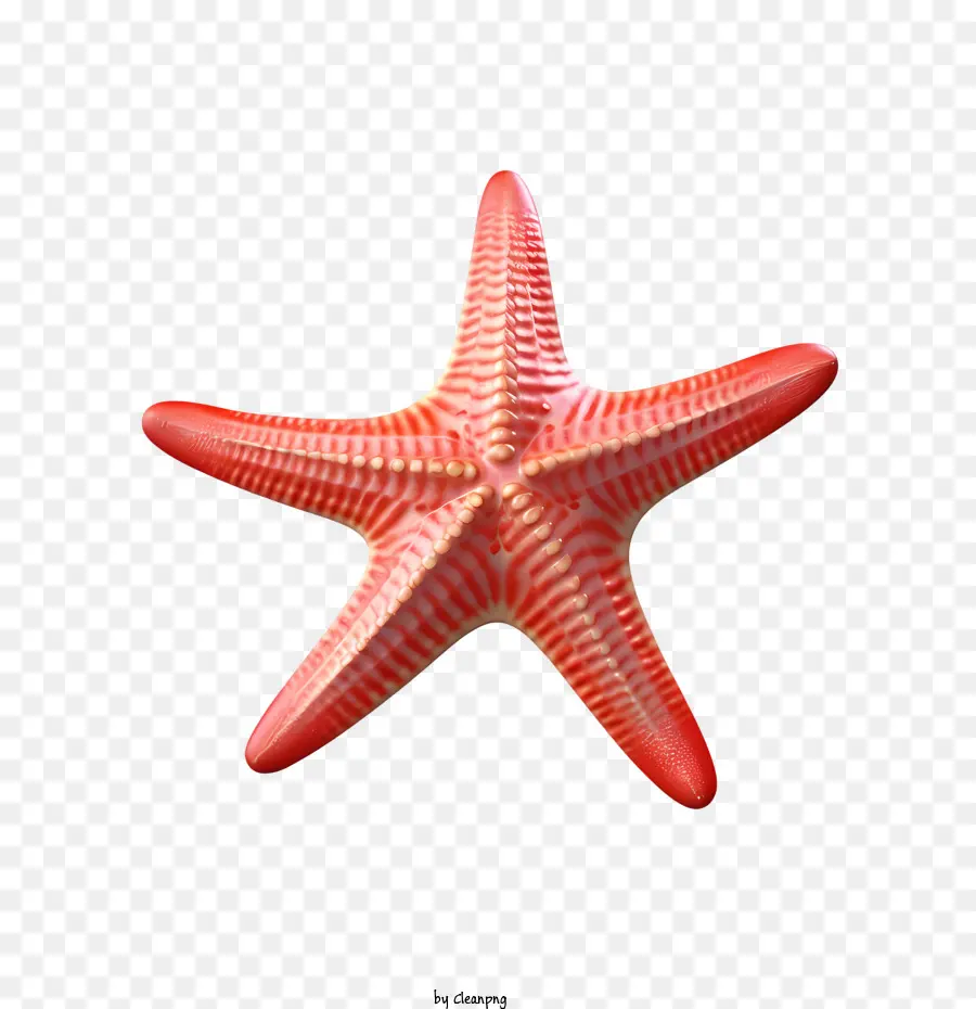 Estrela Do Mar，Estrela Do Mar Vermelho PNG