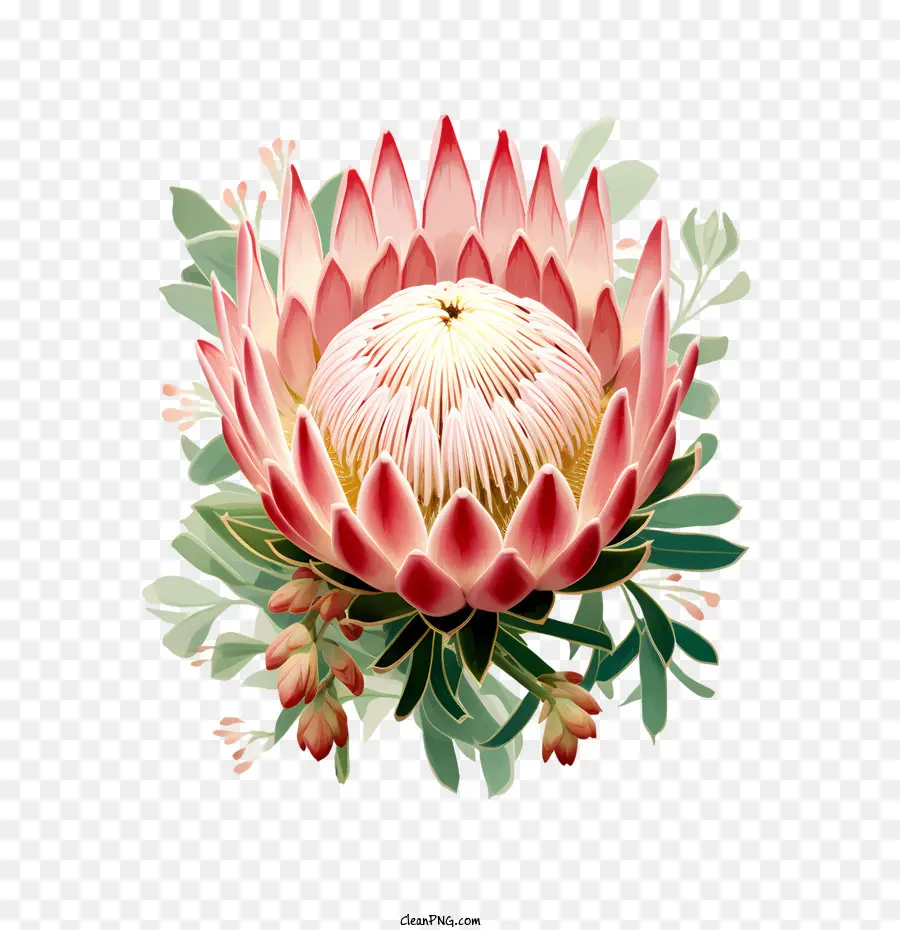 Flor Protea，Rosa PNG