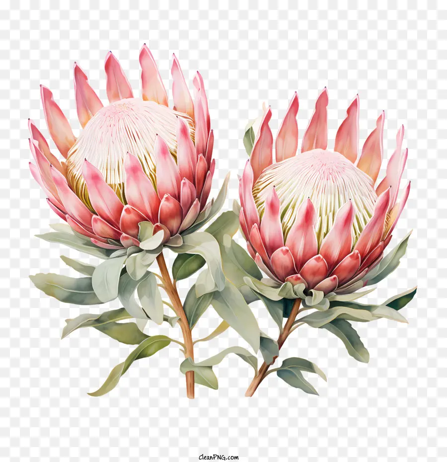 Flor Protea，Cor De Rosa PNG