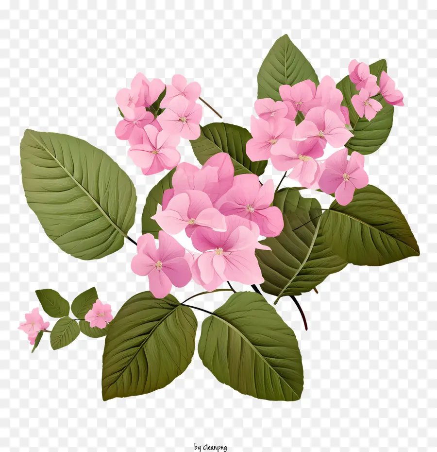 Hortênsia Flor，Flores Cor De Rosa PNG