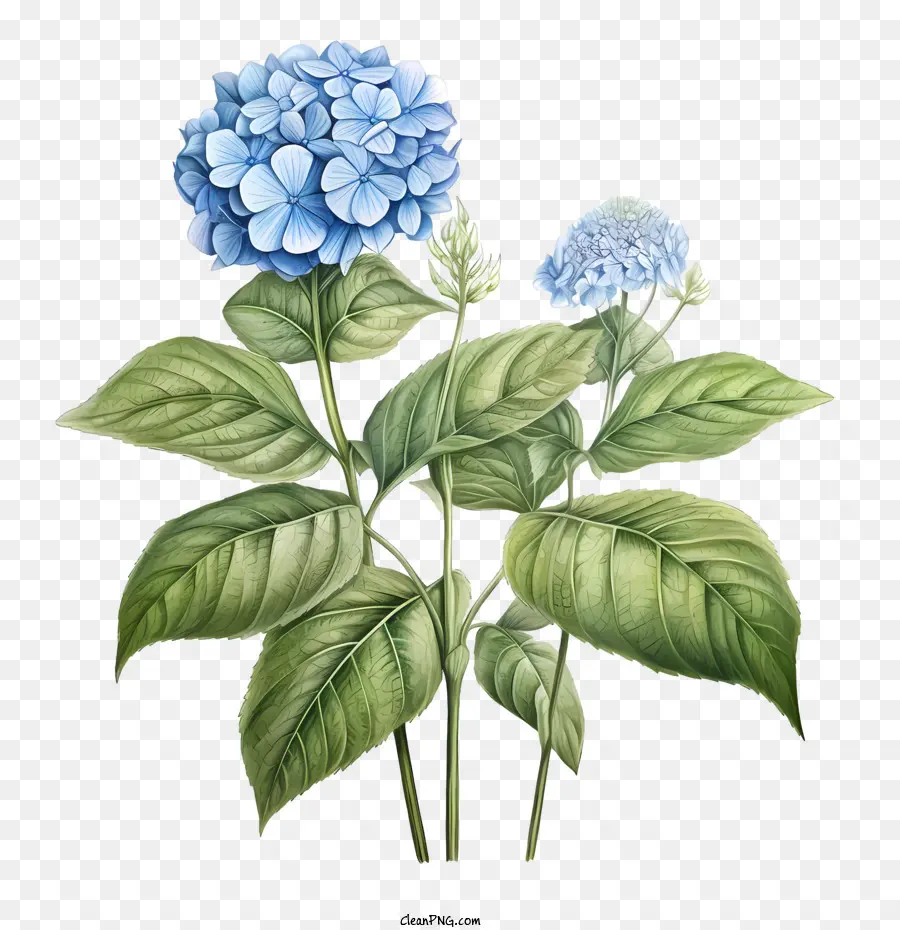 Hortênsia Flor，Azul PNG
