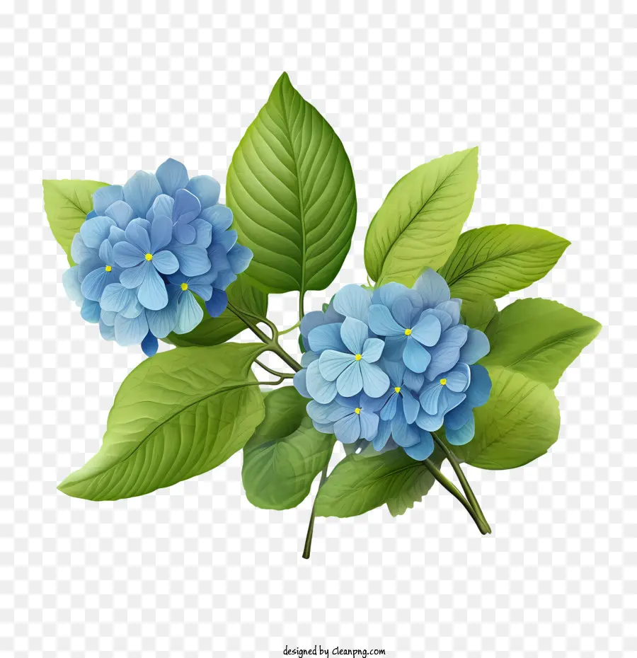 Hortênsia Flor，Azul PNG