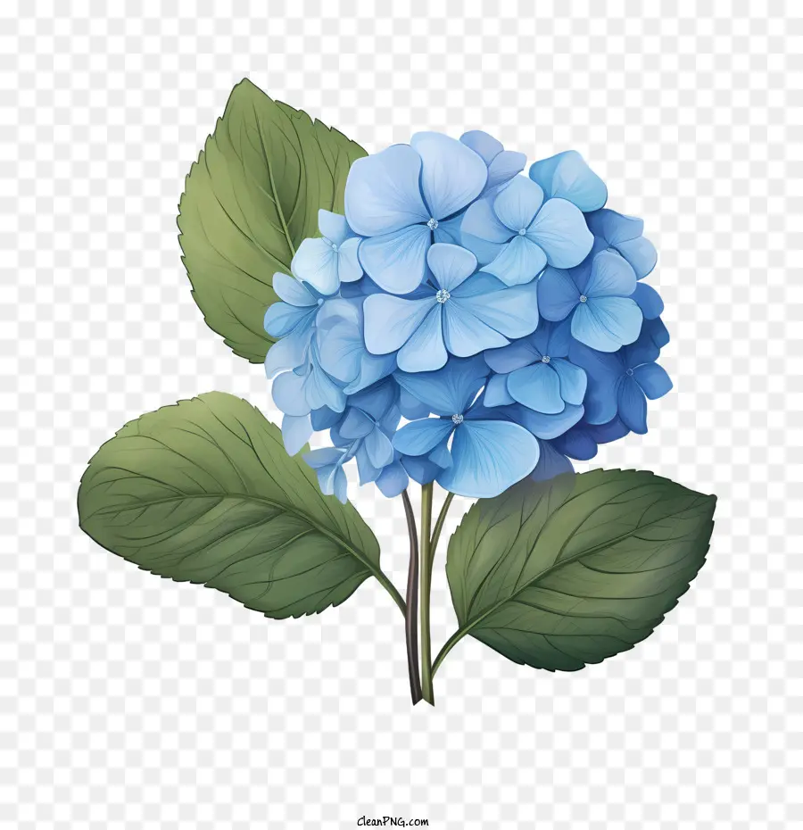 Hortênsia Flor，Azul PNG