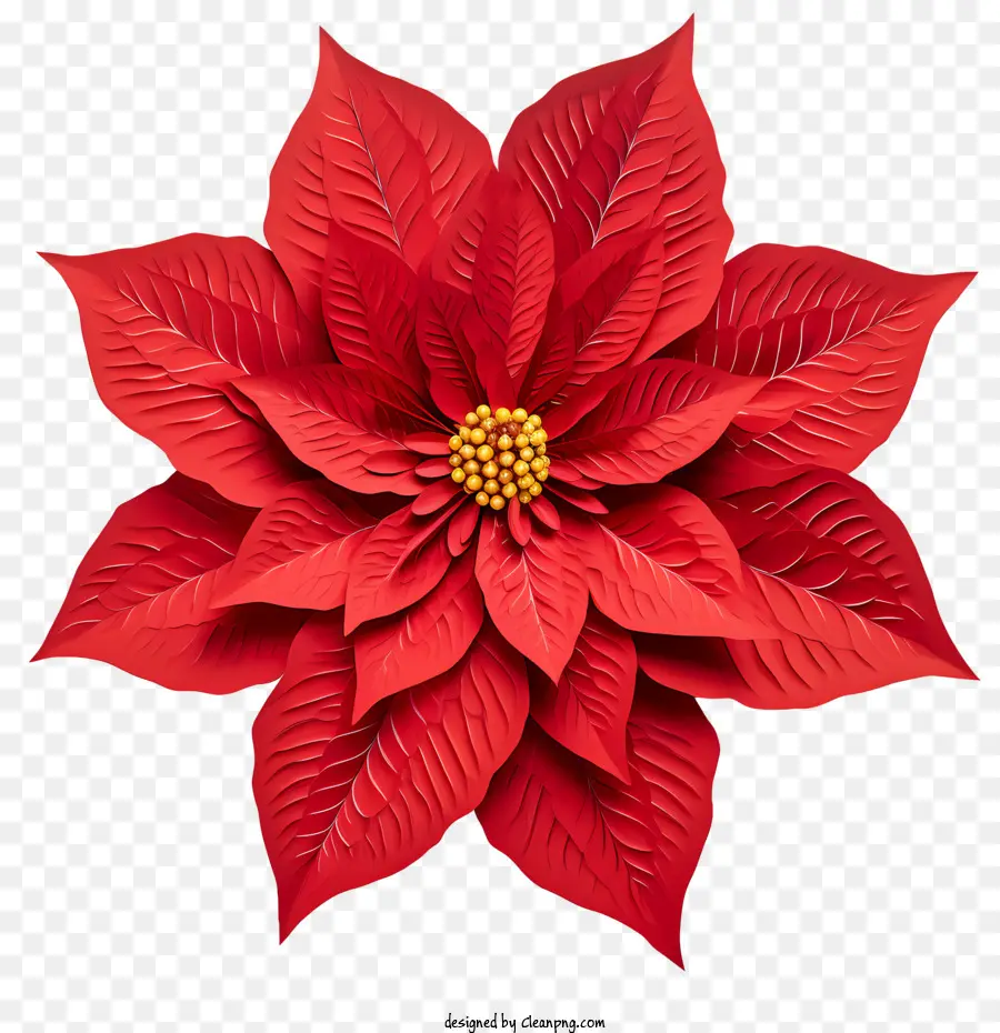 Poinsettia，Red Poinsettia PNG