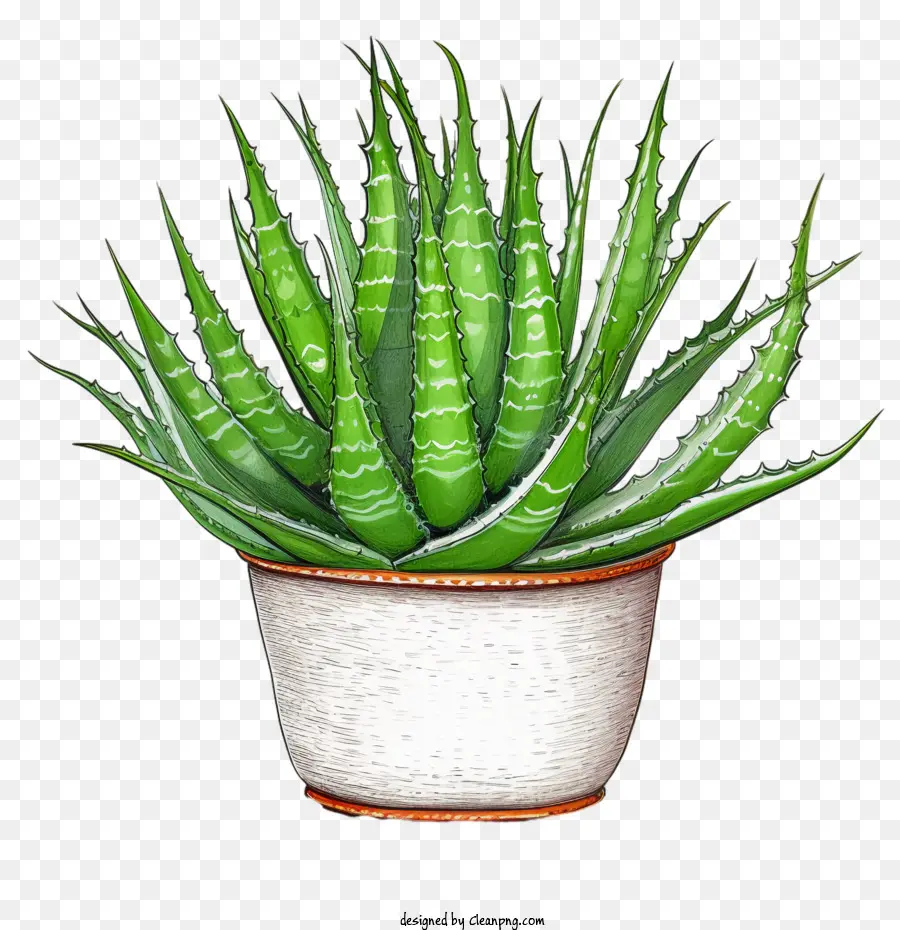 Aloe Vera，Aloe Vera Verde PNG