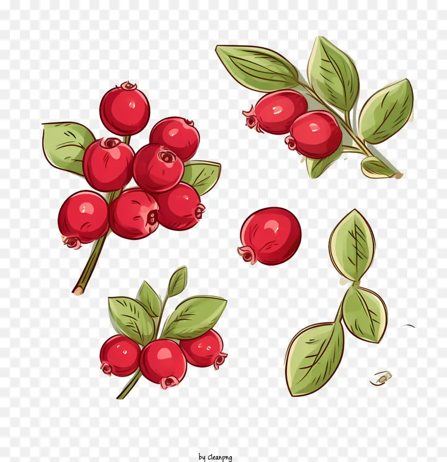 Cranberry，Acerola PNG