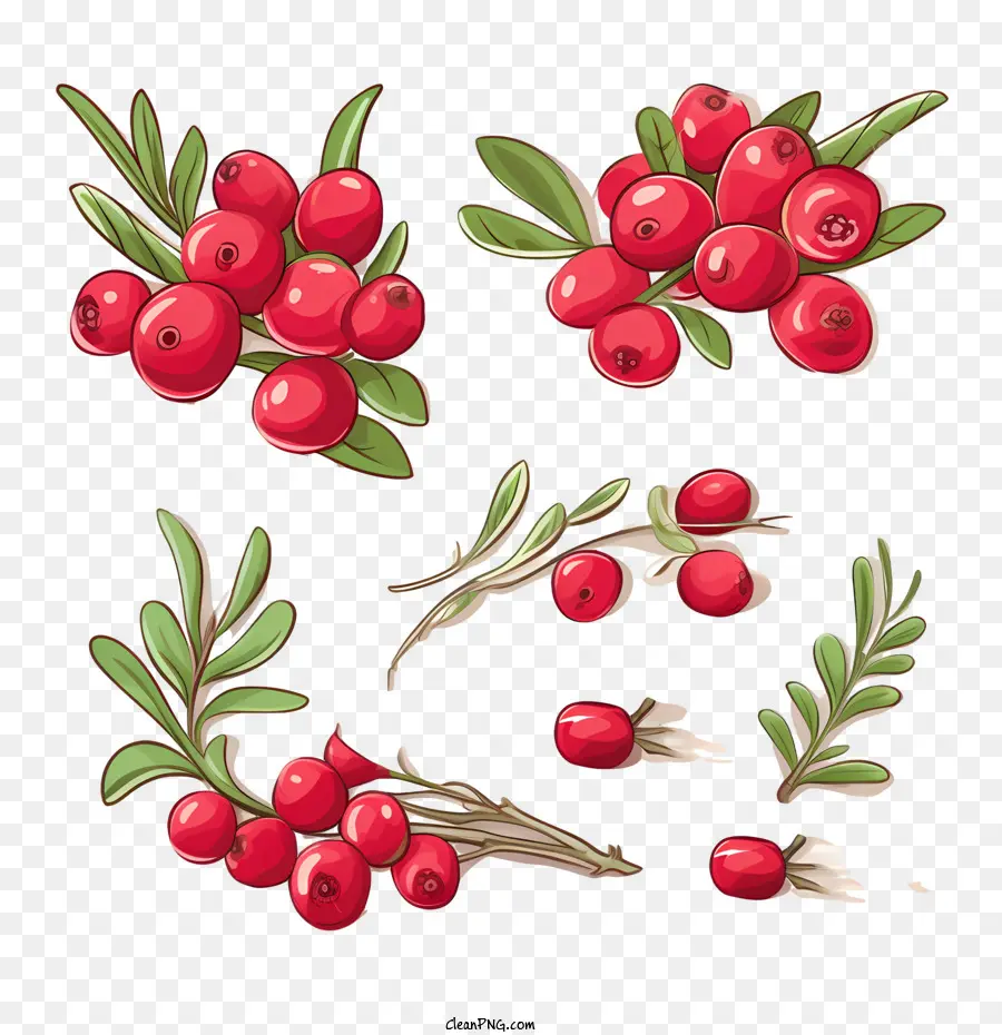 Cranberry，Acerola PNG