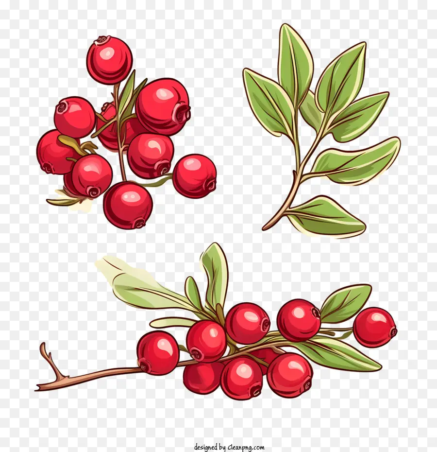 Cranberry，Acerola PNG