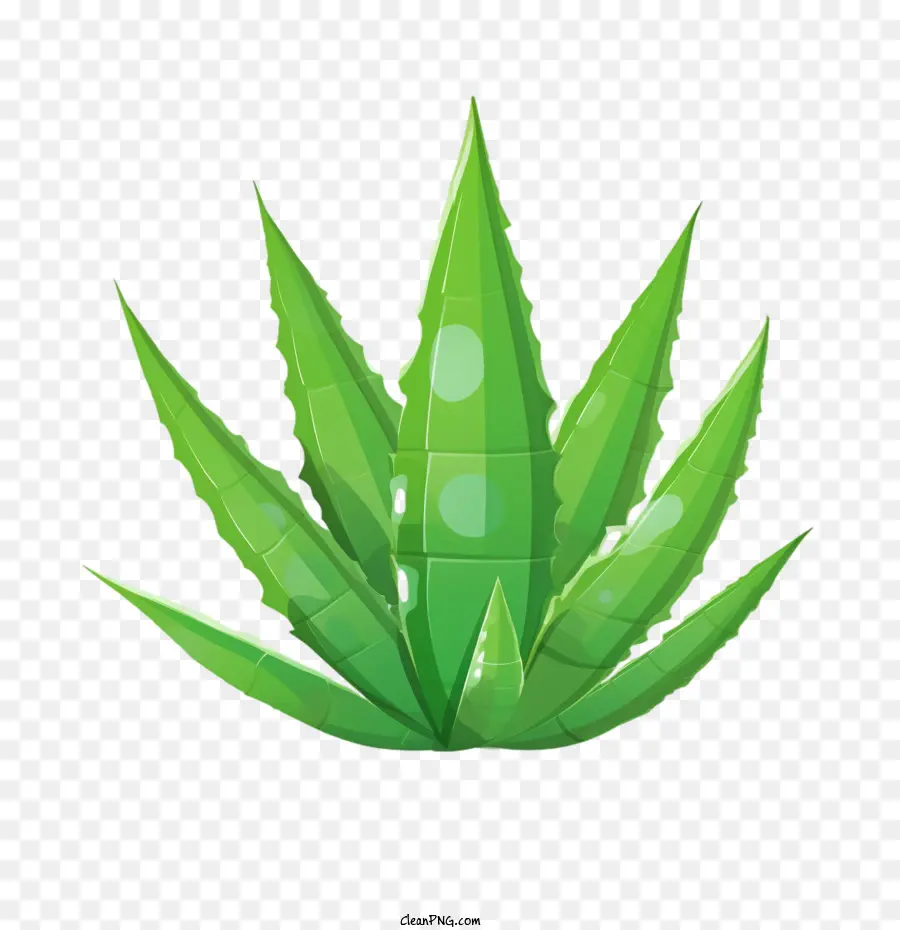 Aloe Vera，Verde PNG