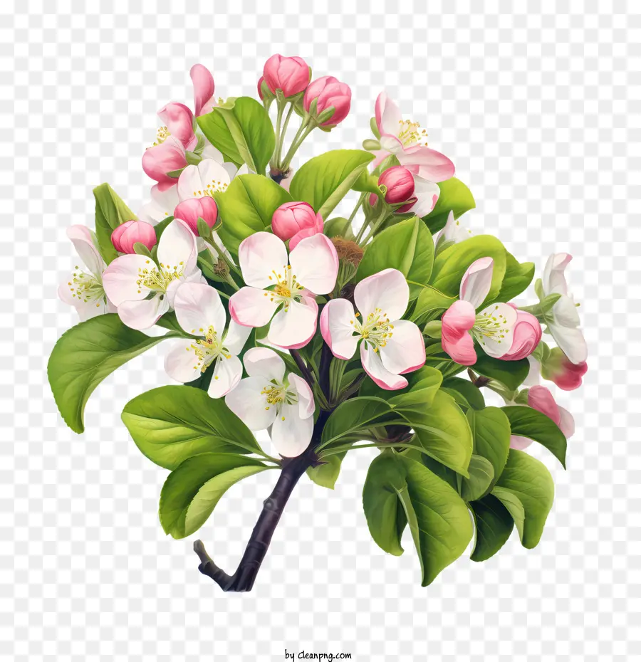 Apple Blossom，Apple Floresce PNG