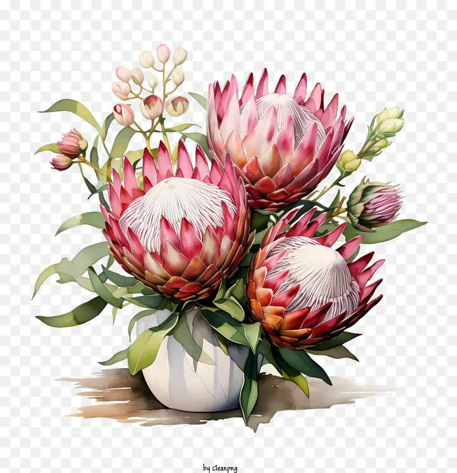 Flor Prótea，Flores De Protea Rosa PNG