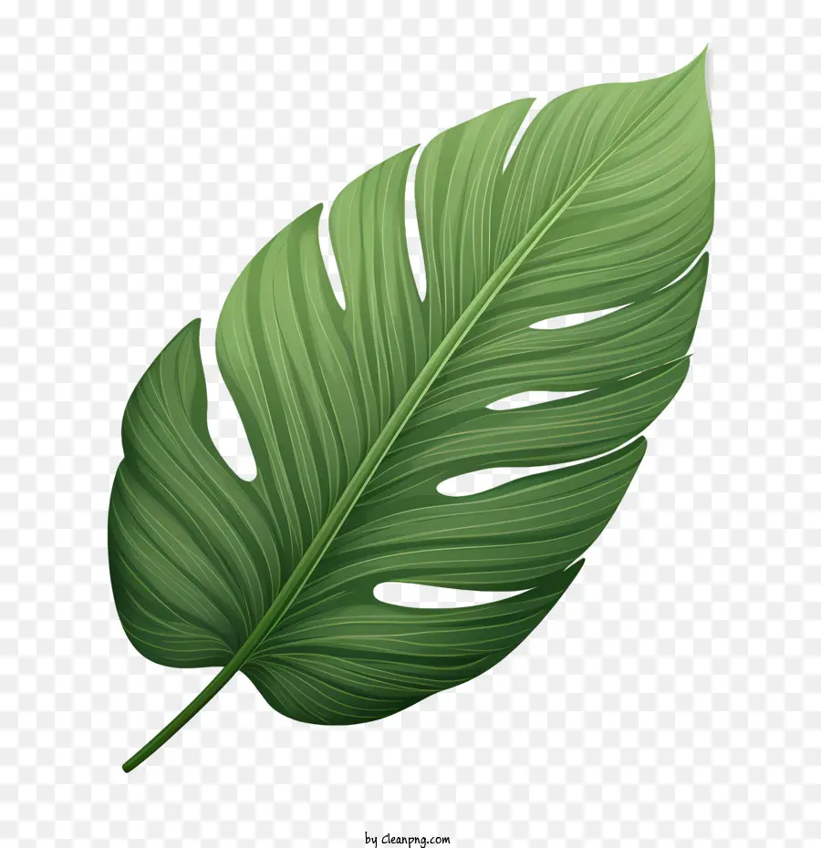 Folha Tropical，Folha PNG