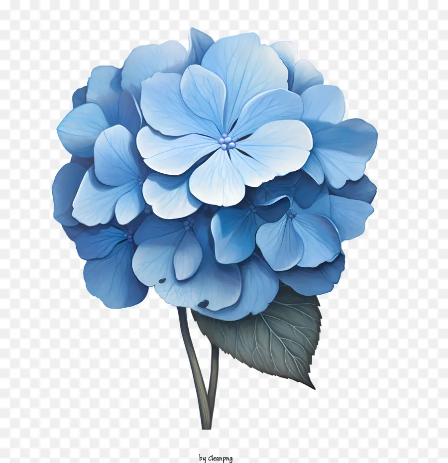 Flor De Hortênsia，Hortênsia Azul PNG