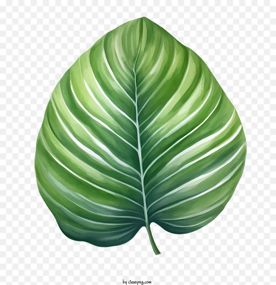 Folha Tropical，Folha Verde PNG