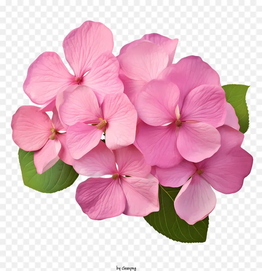 Hortênsia Flor，Cor De Rosa PNG