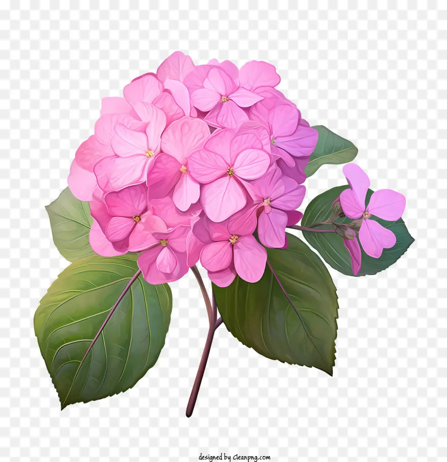 Hortênsia Flor，Cor De Rosa PNG