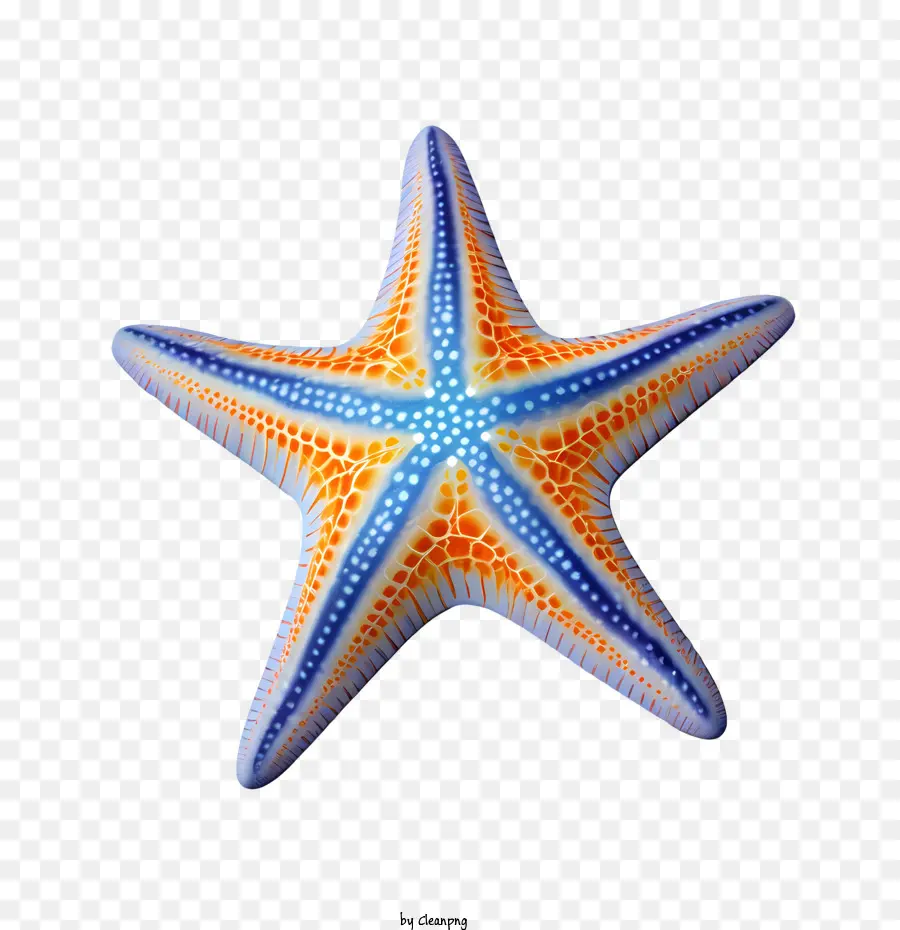 Estrela Do Mar，Animal Marinho PNG