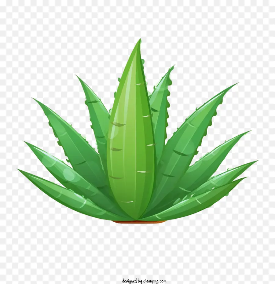 Aloe Vera，Aloe PNG