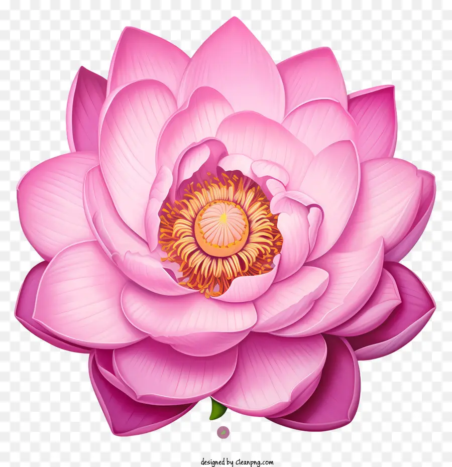 Flor De Lótus，Cor De Rosa PNG