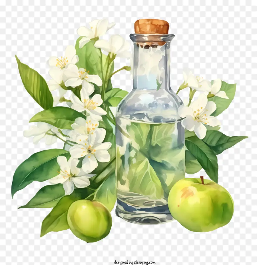 Apple Blossom，Apple PNG