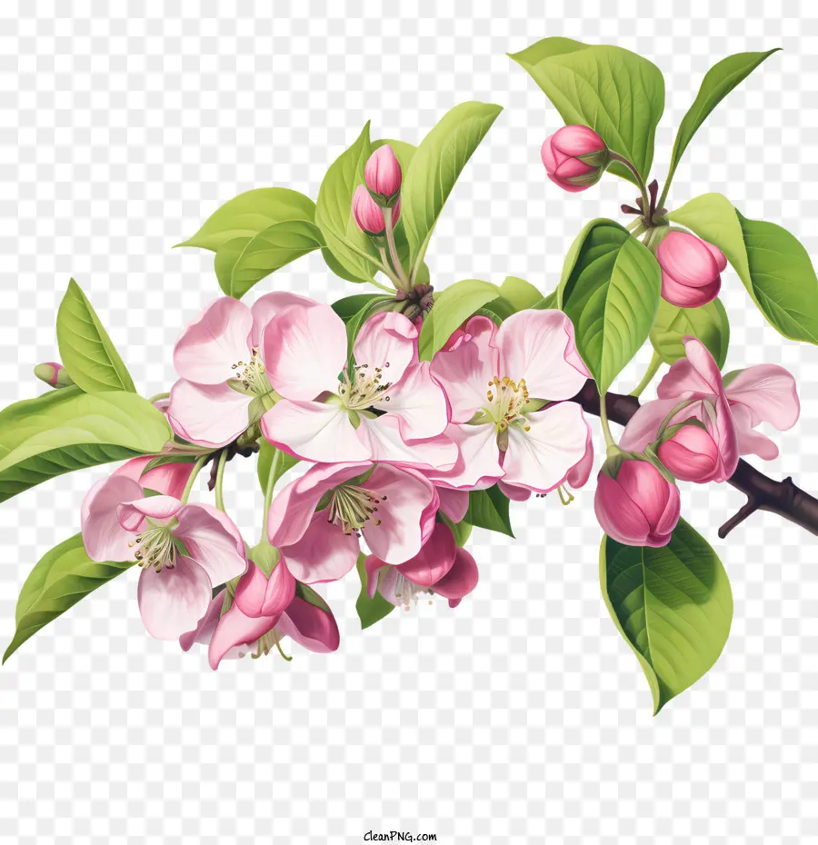 Apple Blossom，Ramo PNG