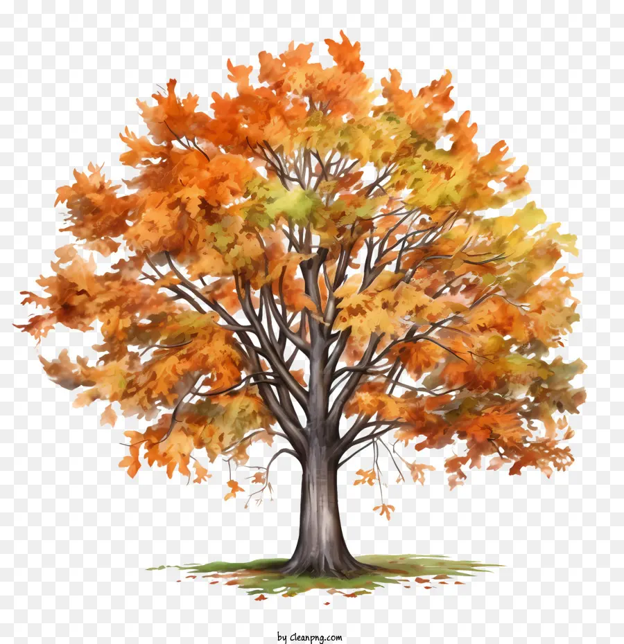 Autumn Tree，Outono PNG