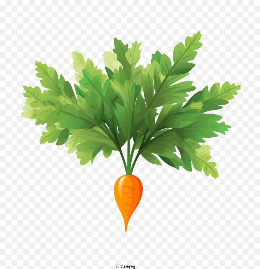 Cenoura，Vegetal PNG